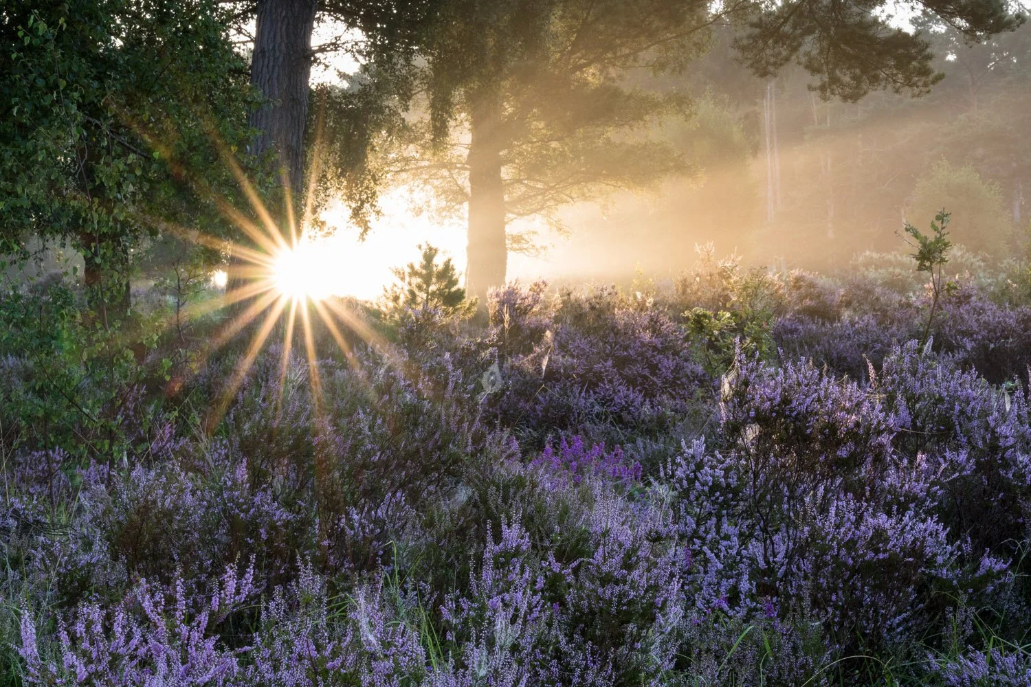 Common/ling heather and bell heather at sunrise, Ashdown Forest, Sussex, England