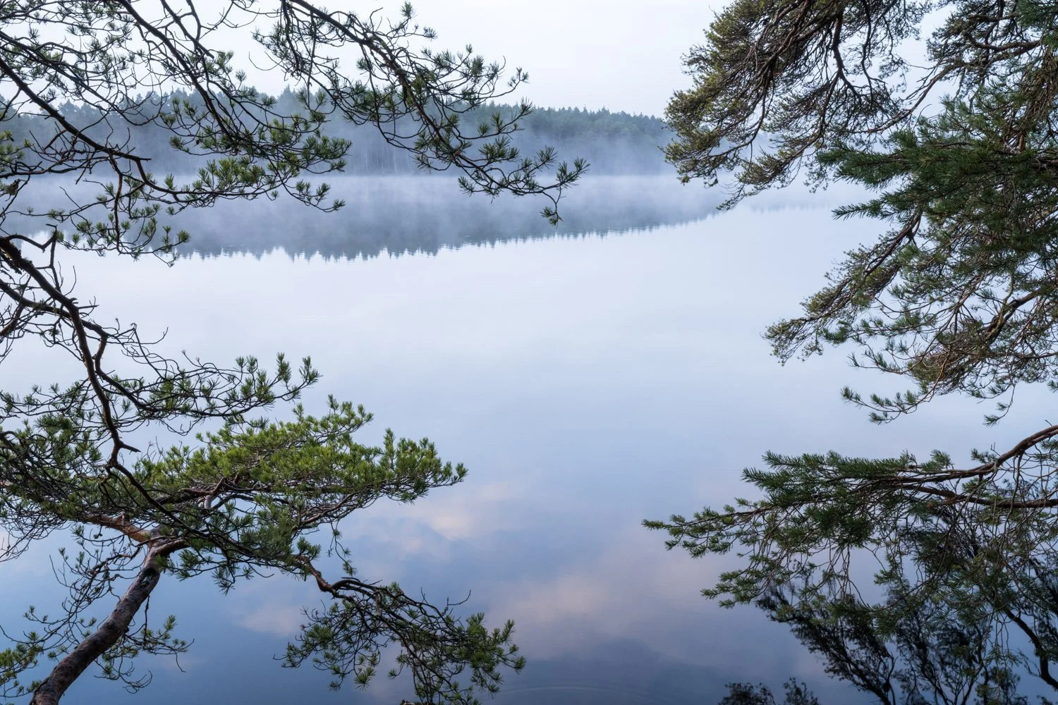 Scots pines by Loch Garten at dawn, Strathspey, Scotland