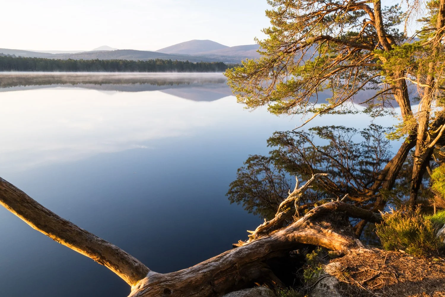 Scots pines by Loch Garten at dawn, Strathspey, Scotland