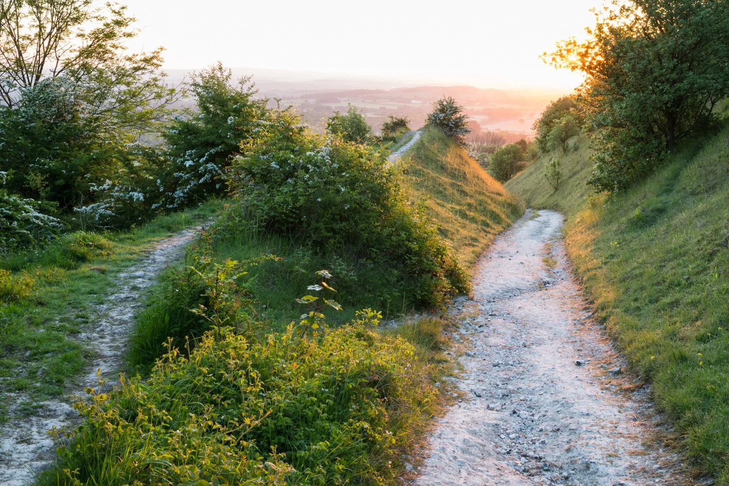Common hawthorn flowering along a chalk track on Blackcap hill at sunrise, South Downs National Park, Sussex, England