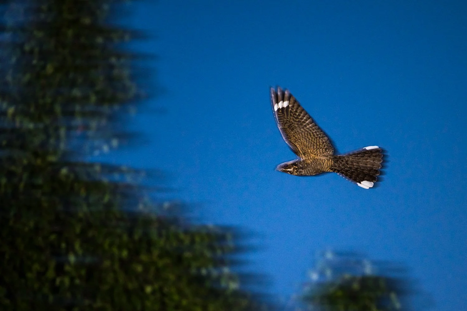 European nightjar in flight at night, Ashdown Forest, Sussex, England