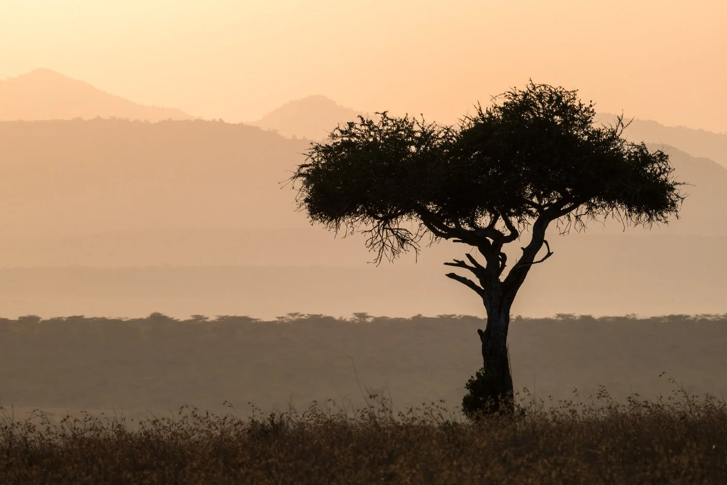 Boscia tree and Lolldaiga Hills at dawn , Laikipia County, Kenya