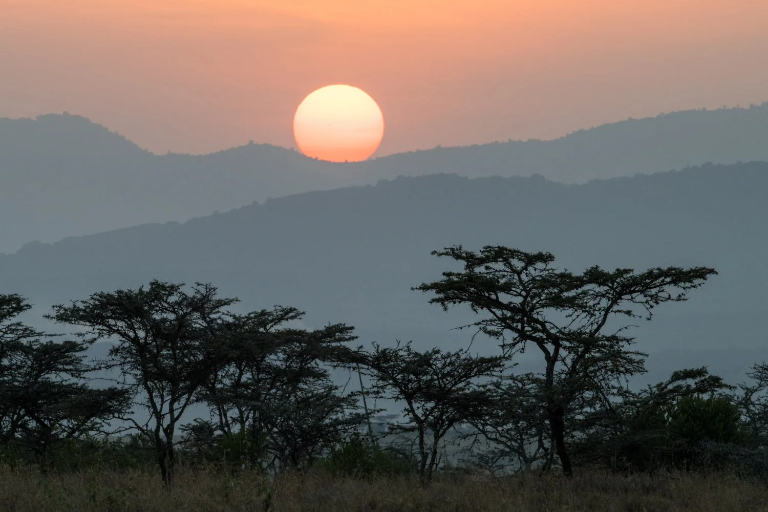 Whistling thorn trees and Lolldaiga Hills at sunrise, Laikipia County, Kenya