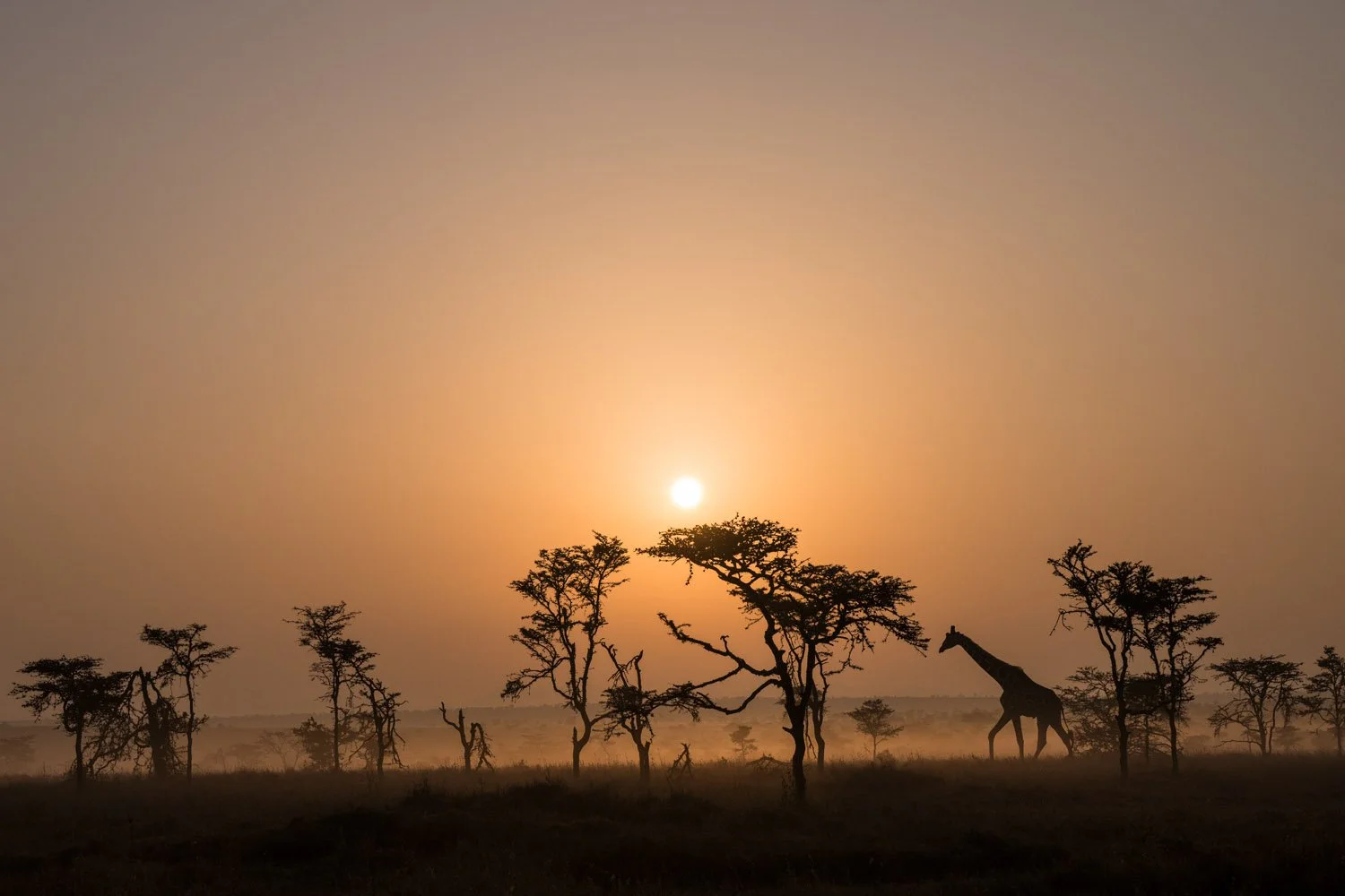 Reticulated giraffe (Giraffa reticulata) on the move at dawn, Laikipia County, Kenya