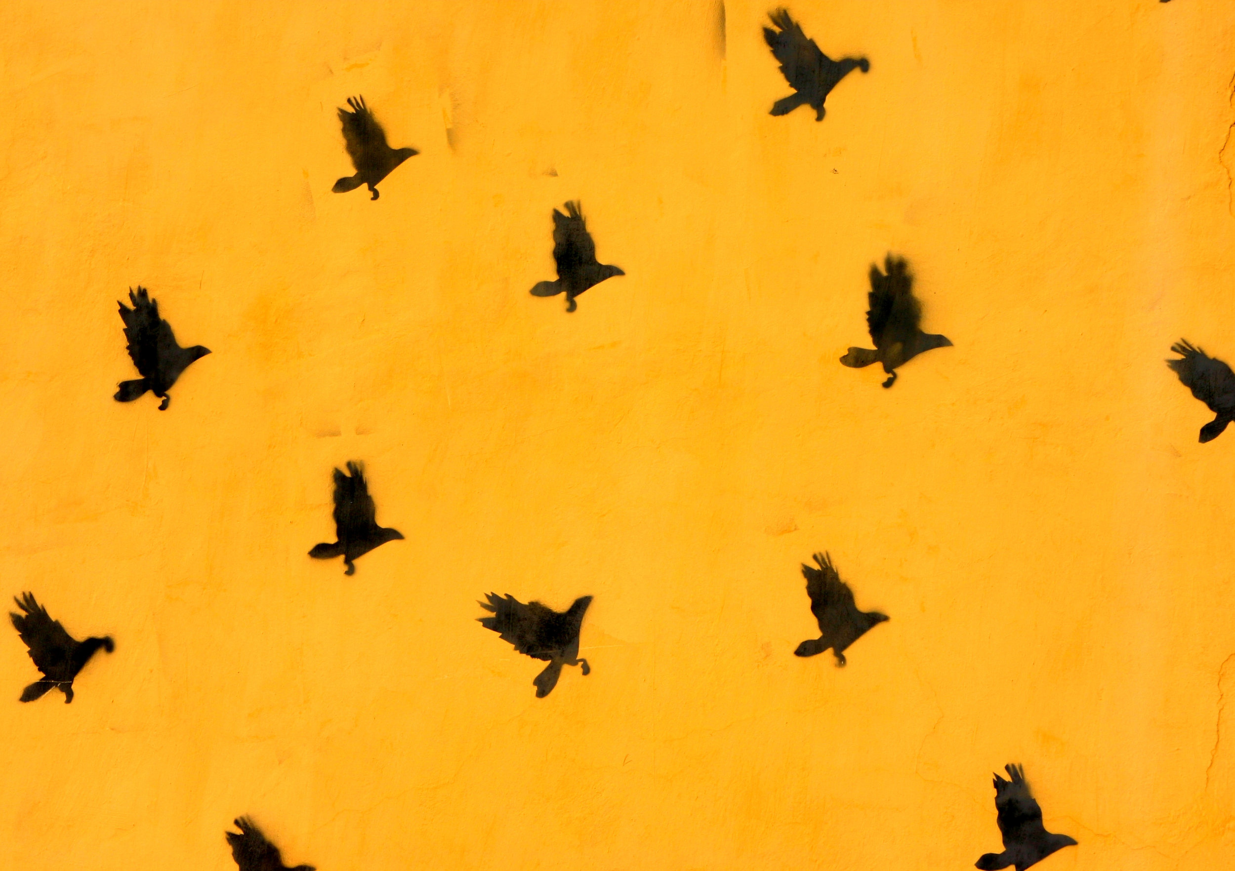 Bird_Crop_001.jpg