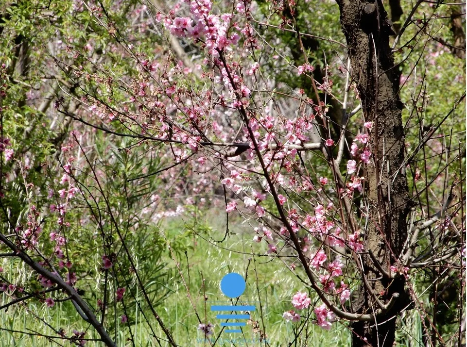 Spring Blossoms