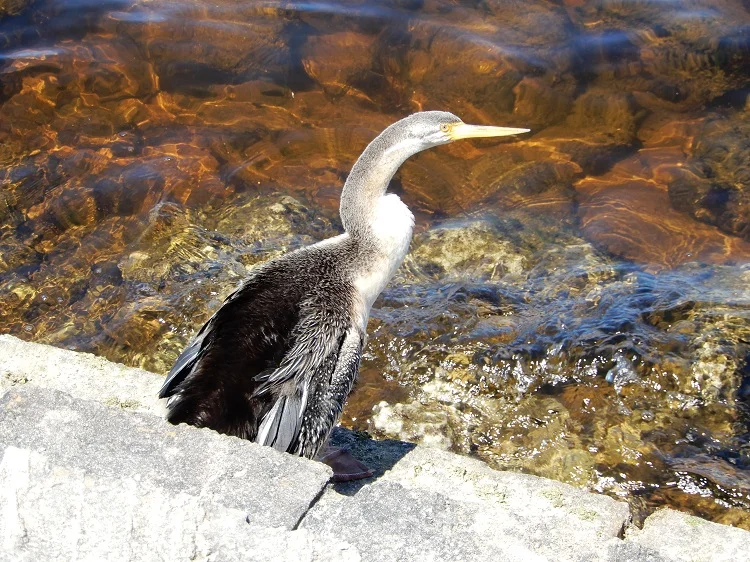This shag seemed very interested in my work