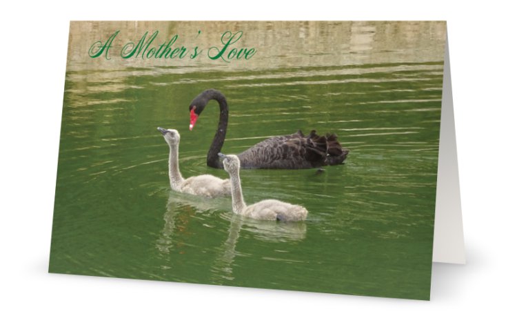 a mothers love.jpg