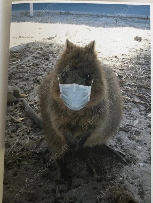 Quokkantine - front.JPG