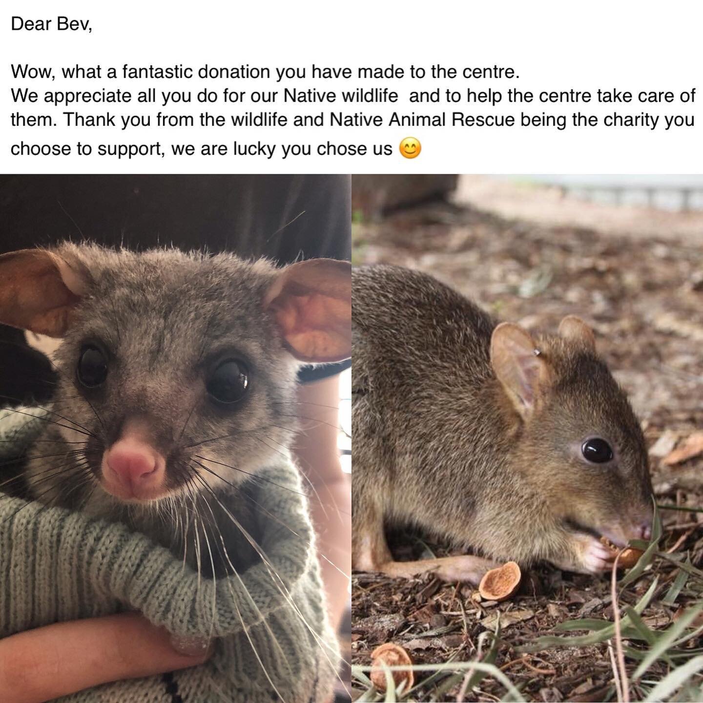 Talk about warm fuzzy feelings - it&rsquo;s is the email i received from @nativeanimalrescueau last week - basically for every item we sell featuring our smile! Quokka, we send these guys $1 so thankfully my little guy is quite popular (particularly 