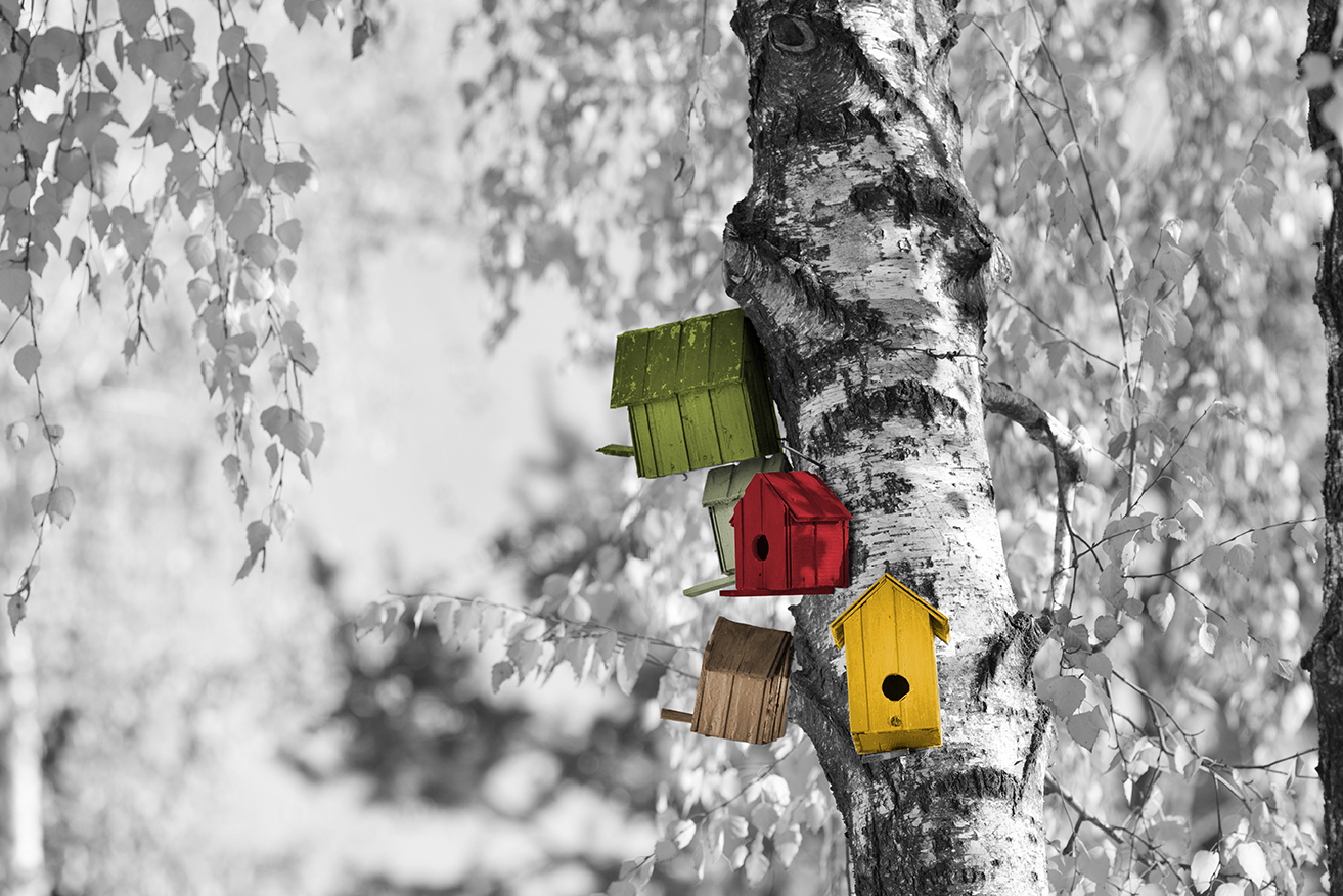bird-boxes V2.jpg