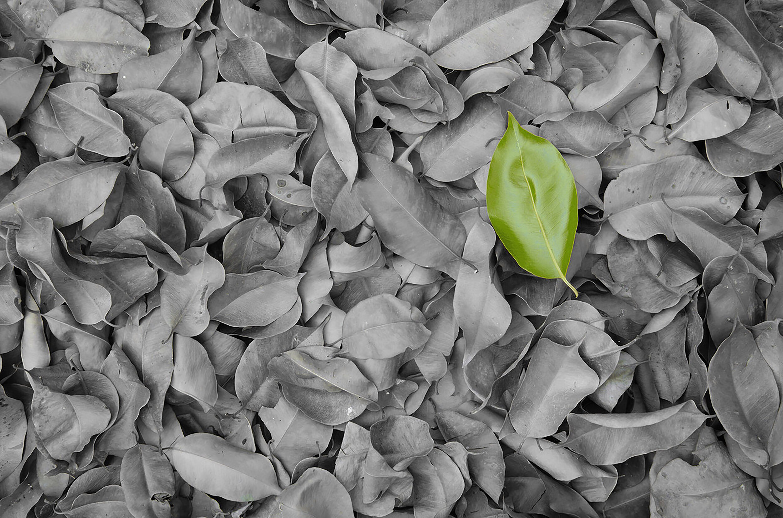 Green leaf 300dpi.jpg