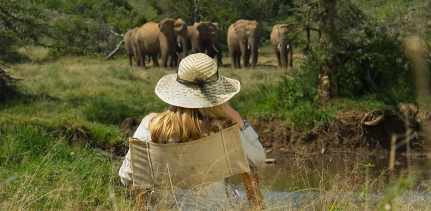 Elephants_at_Breakfast.jpg