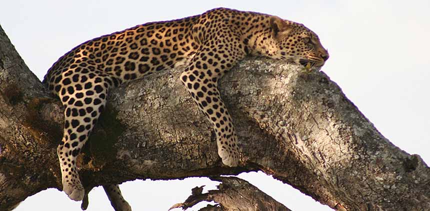 Lazy_Leopard-KC_Collinsx.jpg