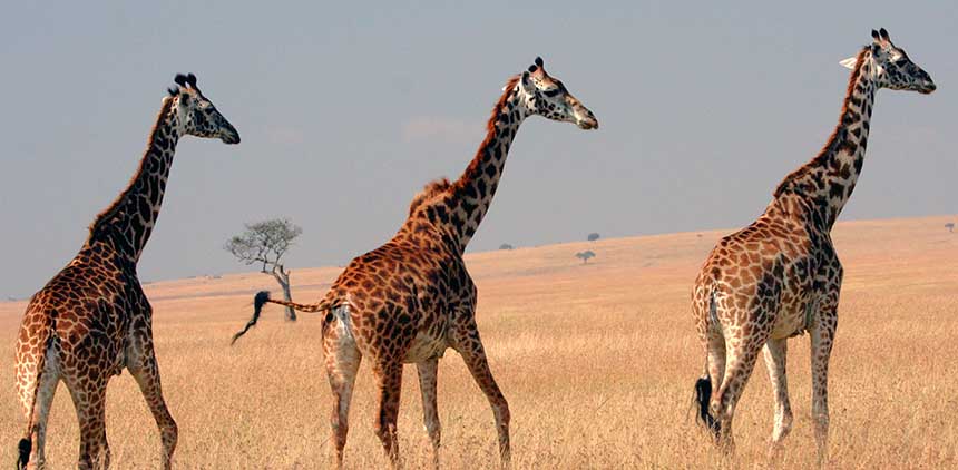 Masai_Giraffes_on_the_Masai_Mara_plainsx.jpg