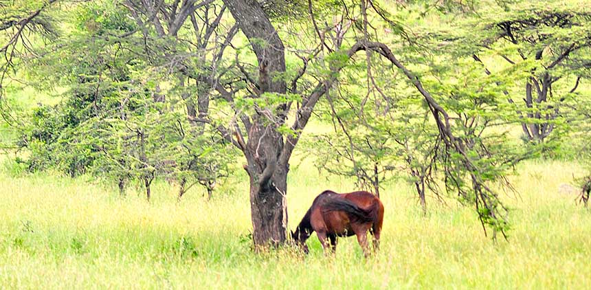 Grazing_horse.jpg