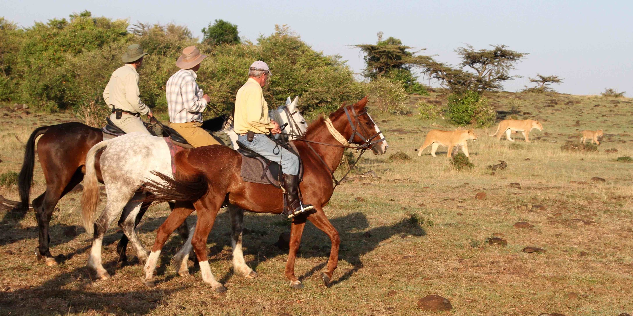   Mobile Riding Safaris   ...extraordinary encounters with big cats 