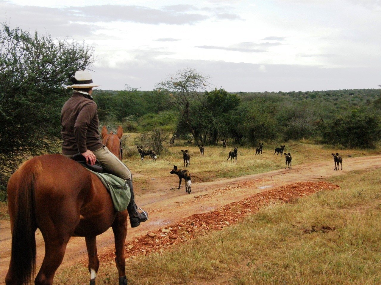Sosian Horses and wild dog (1).jpg