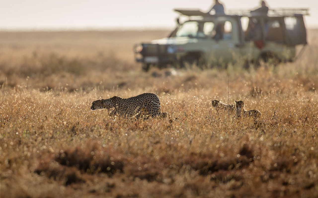   Ekorian’s Mugie Camp&nbsp;   …Exclusive game viewing 