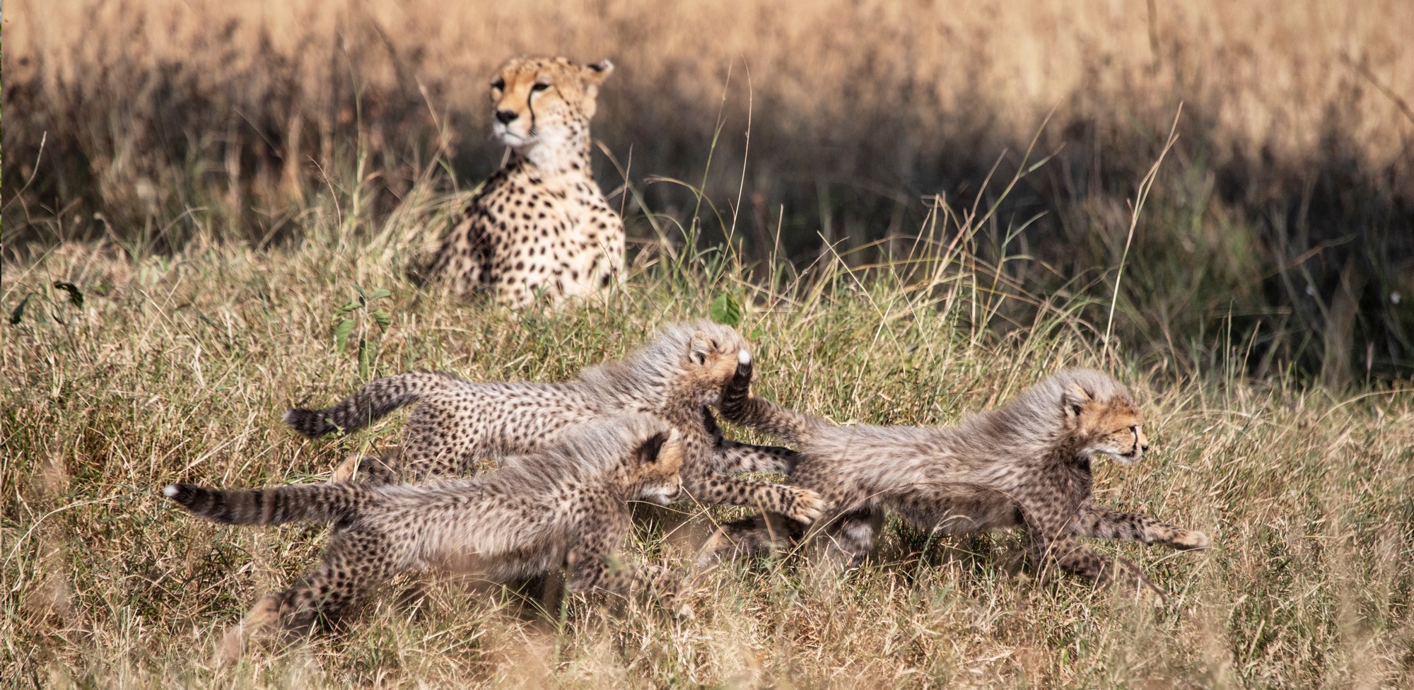 Gallery Mara - leopard replacement_Snapseed.jpg