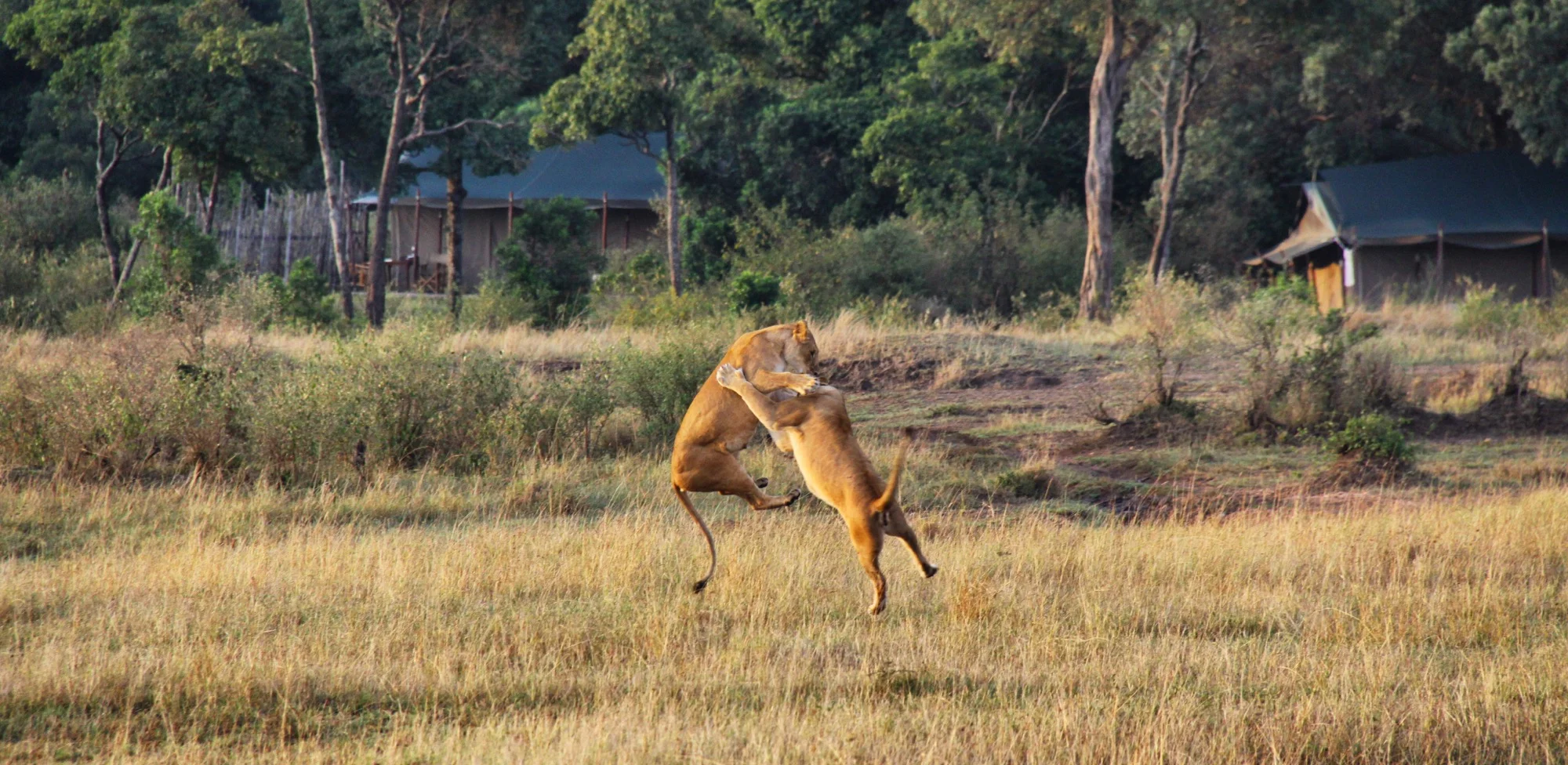 Gallery Mara - add leaping lions.jpg