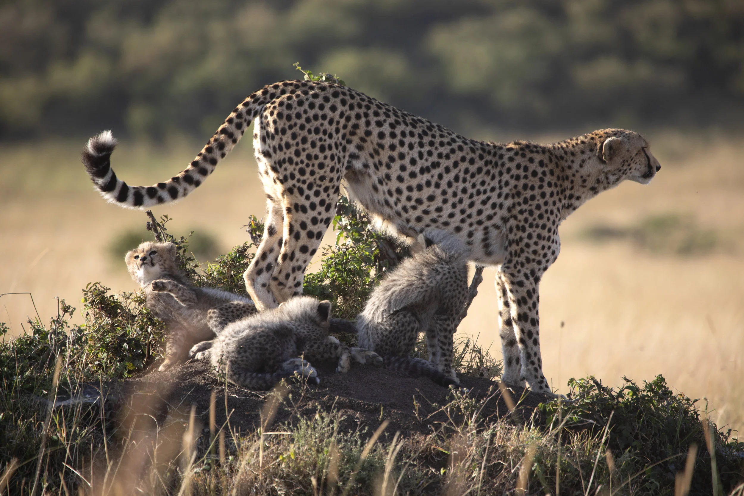 3. cheetah option 1 high res.jpg