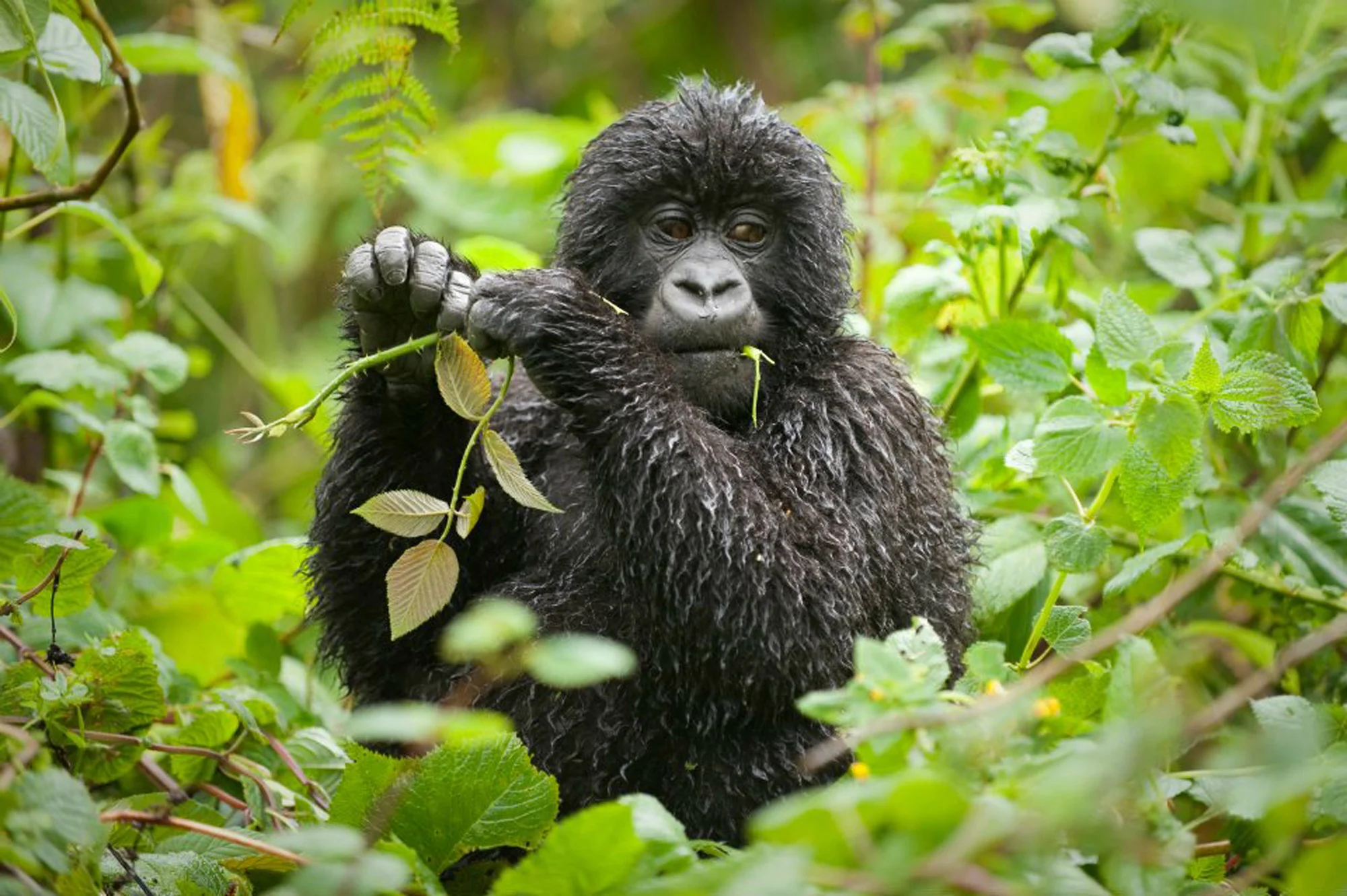 8-gorilla.jpg
