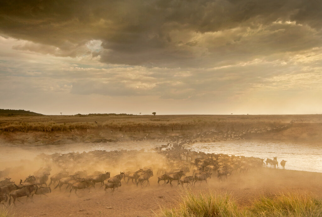 Wildebeest landscape.jpg