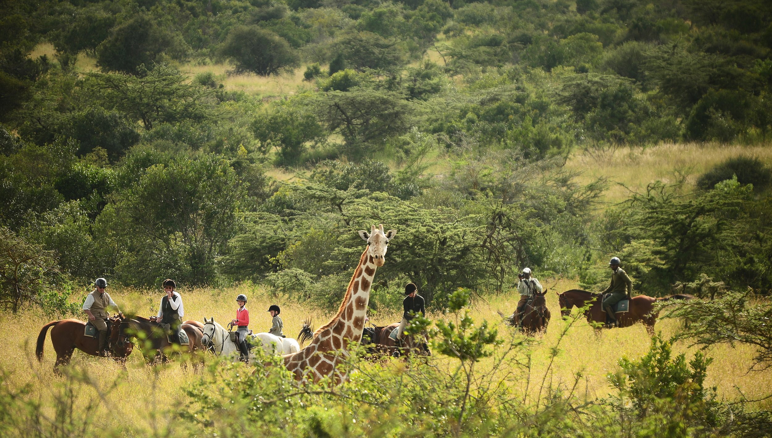 Giraffe2 Pete Cadot.jpg