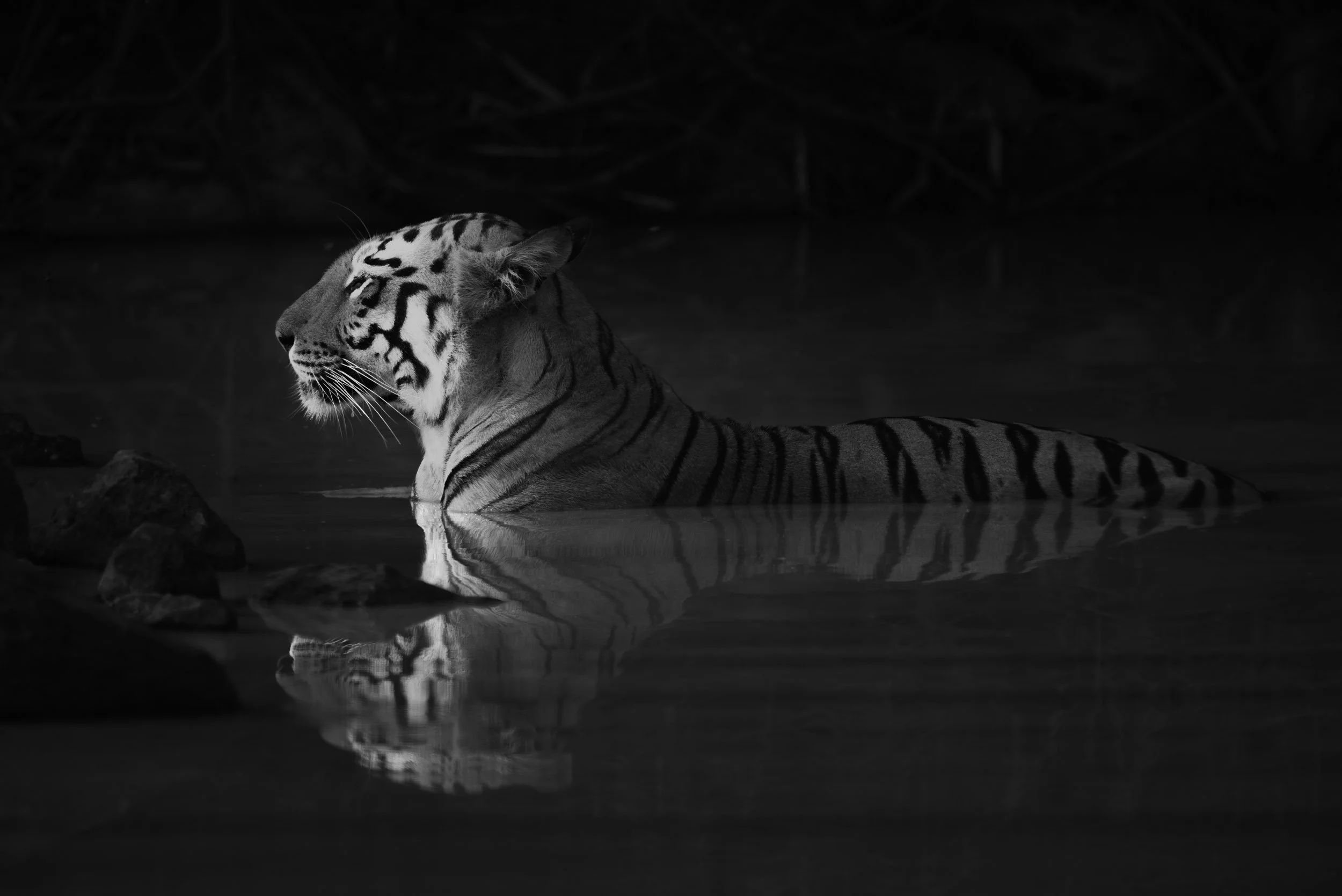 "Tiger, tiger, burning bright..." - Mono.jpg