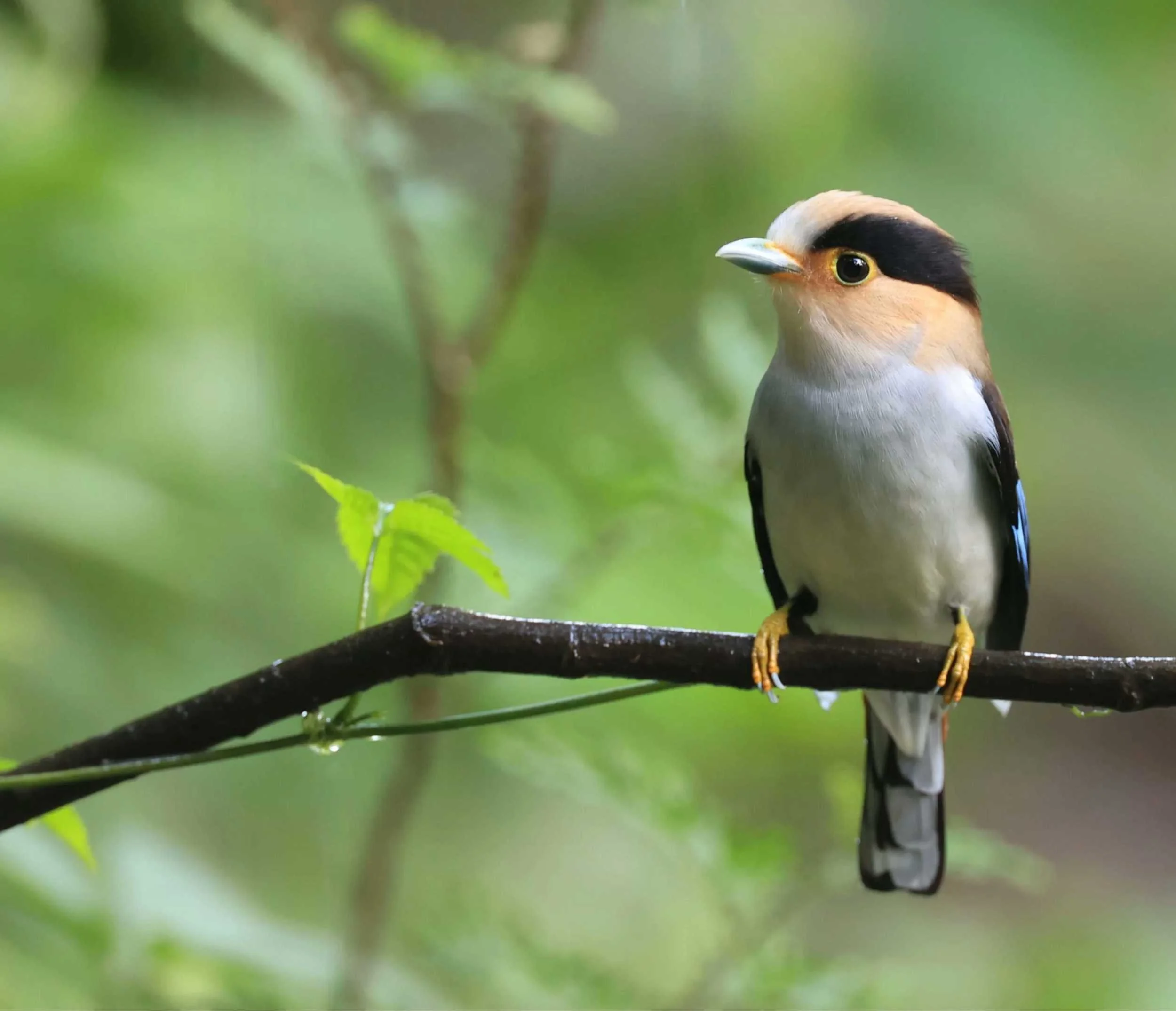 Silver-breasted broadbill, Thailand