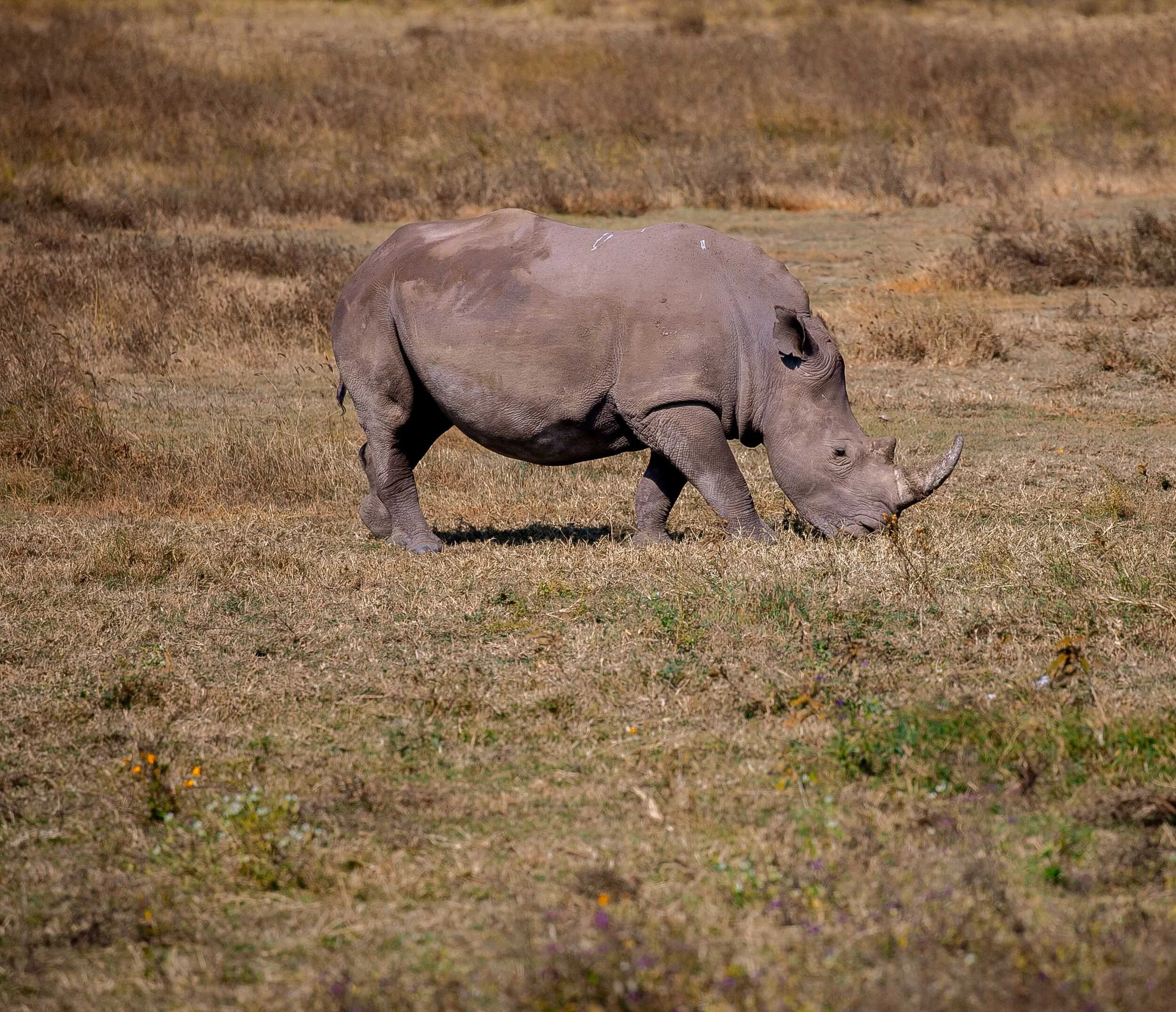 Black rhino in the Ngorongoro Conservation Area