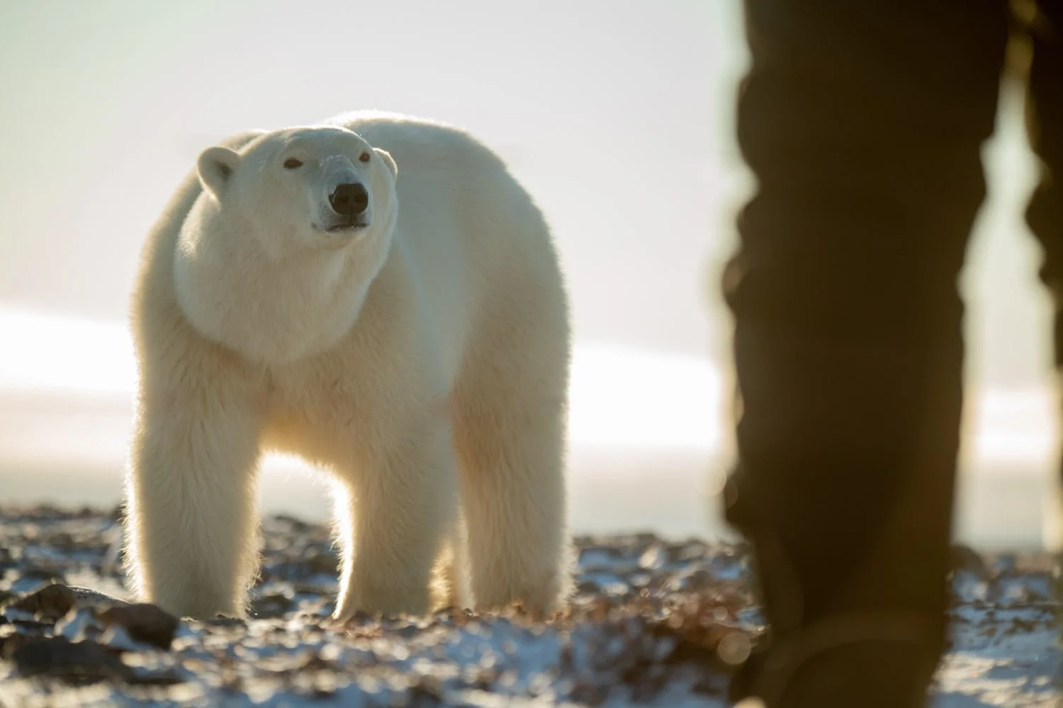 Polar bear heaven — Nick Dale Photography