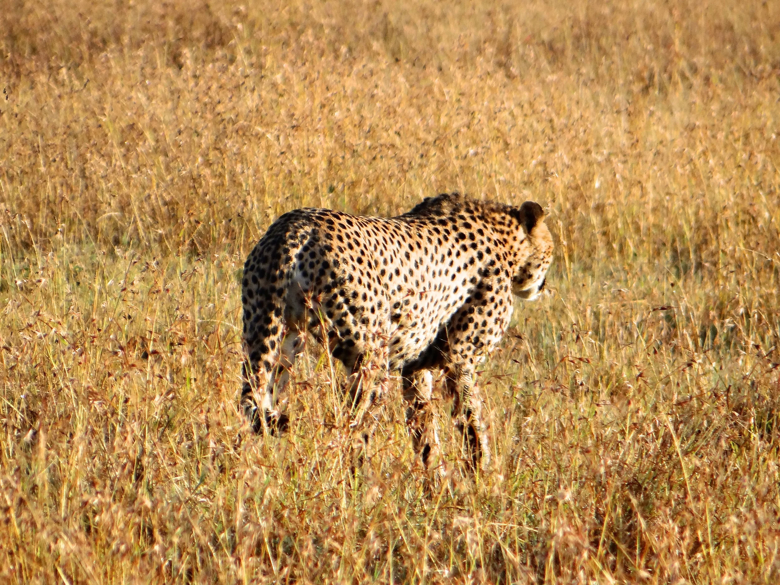 Cheetah 'timing' an impala