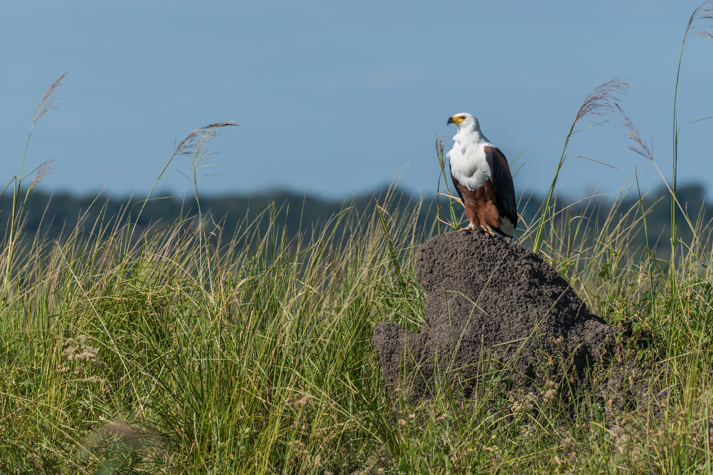 African fish eagle perched on termite mound