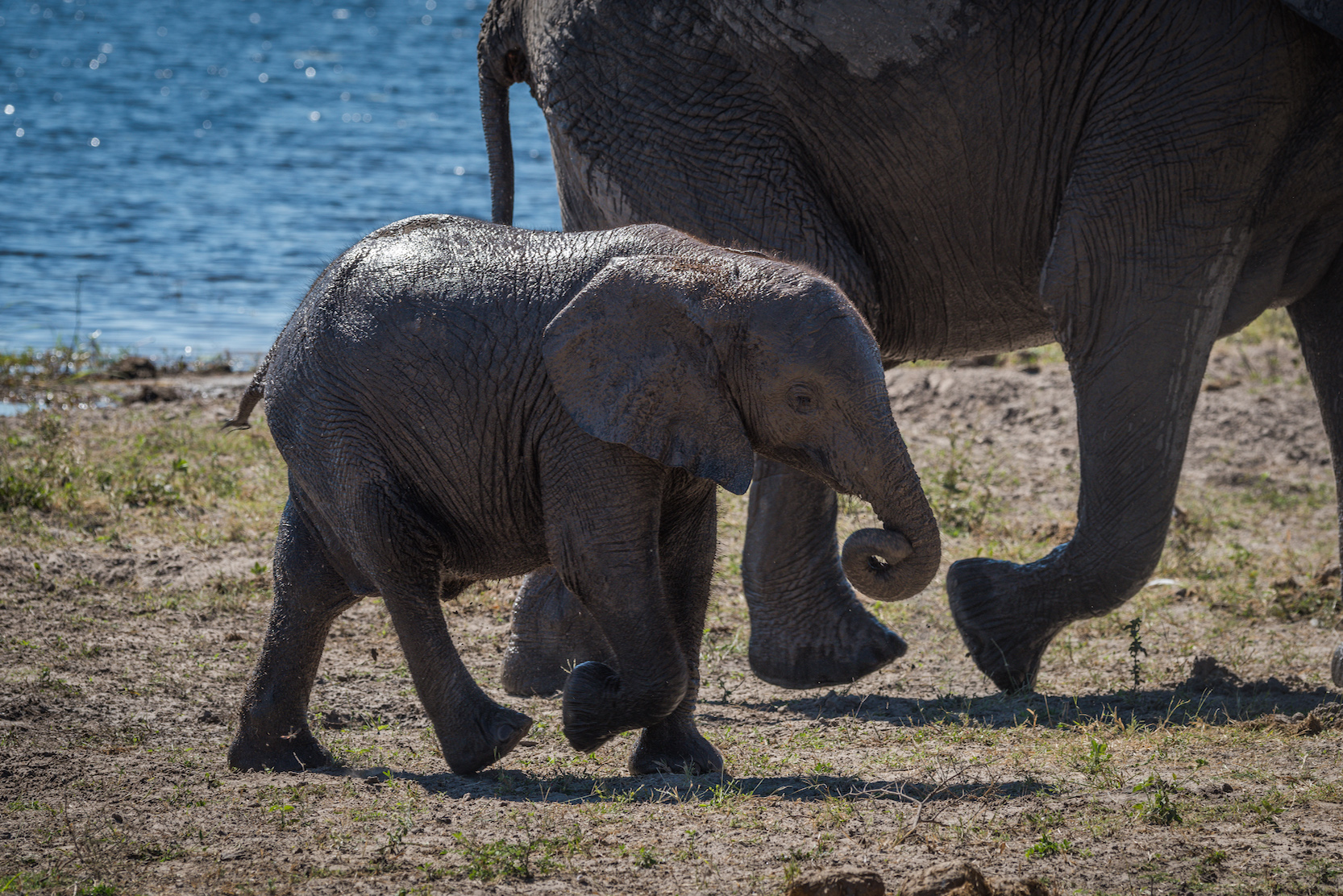 Baby elephant walking with mother beside river