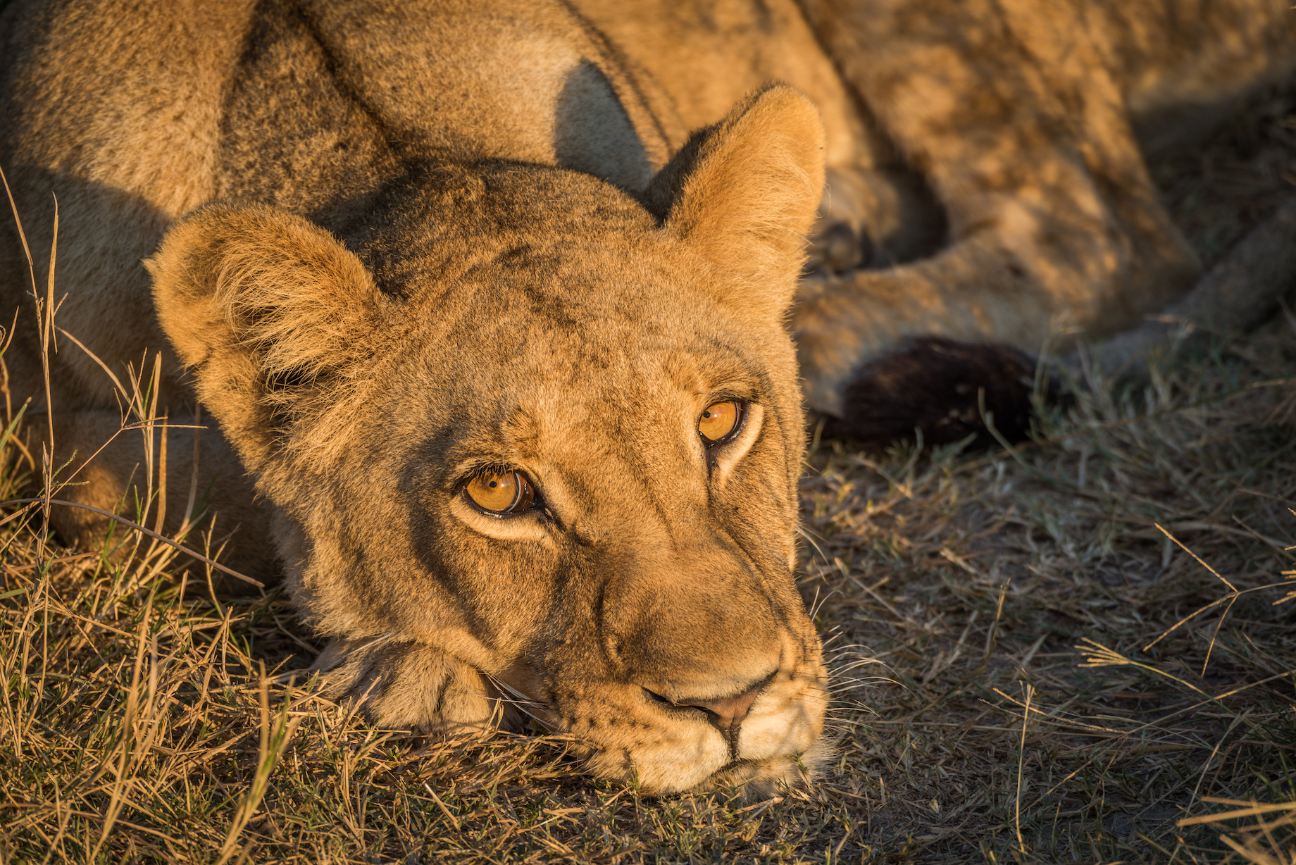 Close-up of sleepy lion staring at camera