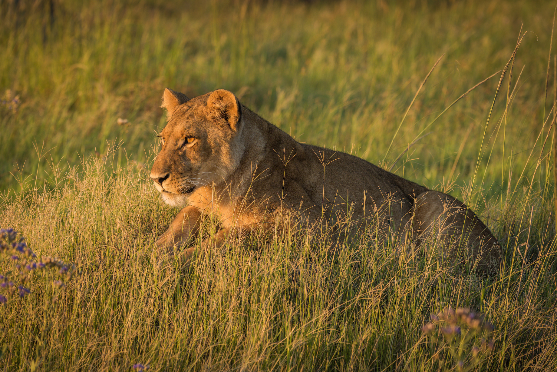 Lion lies staring in grass at dusk
