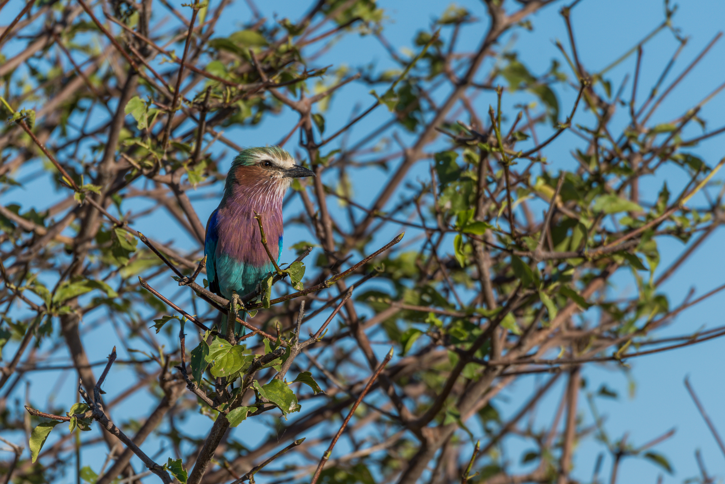 Lilac-breasted roller perched in leafy bush