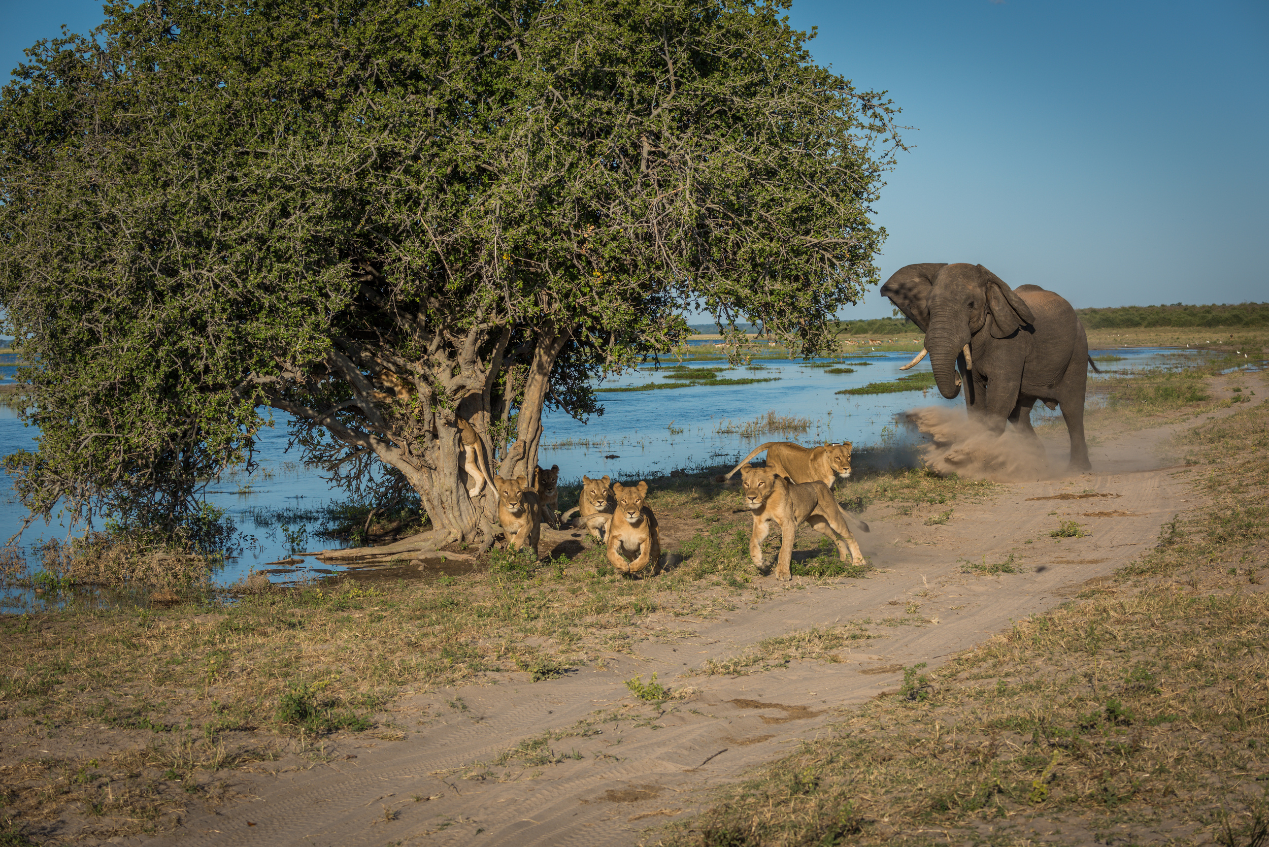 Elephant 1 Lions 0