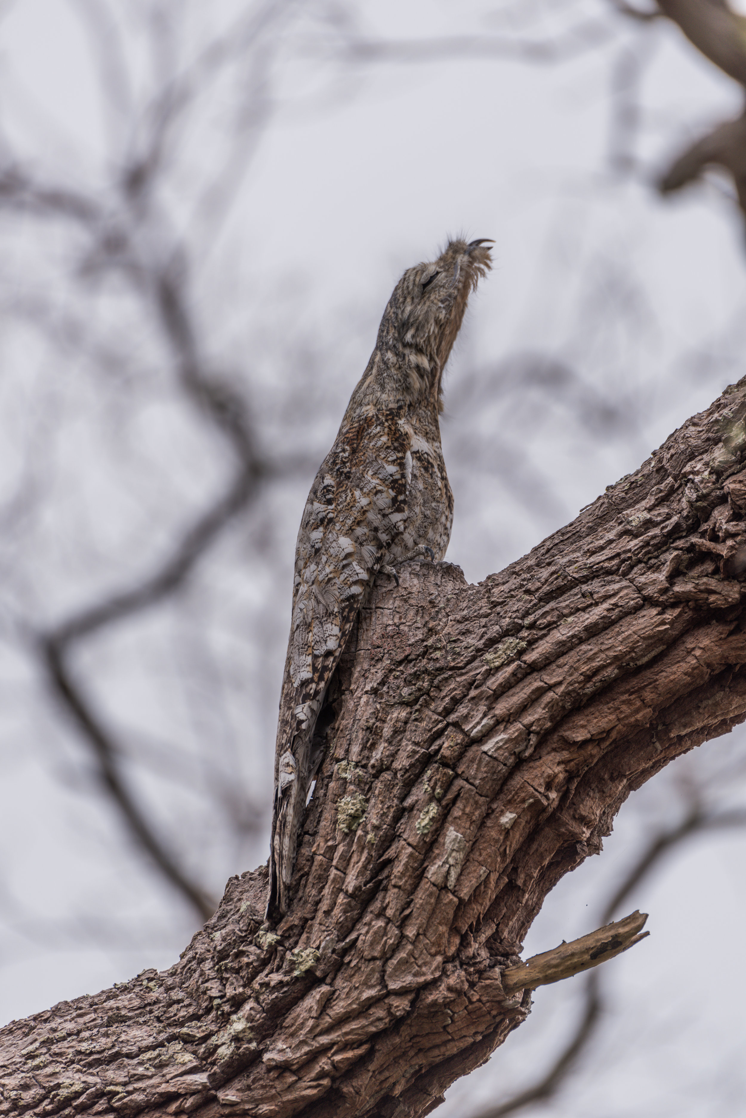 A great potoo or just a bit of a tree...?