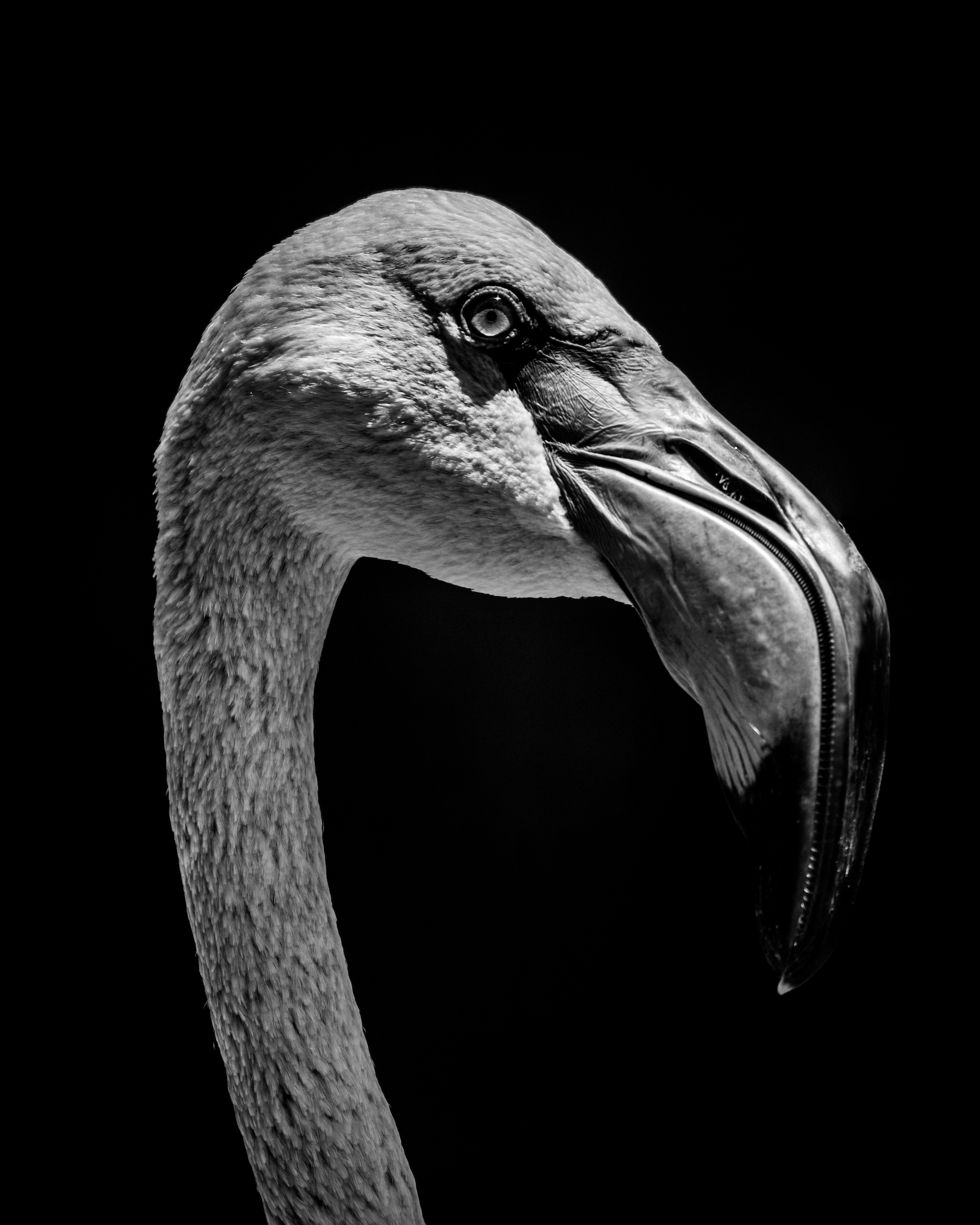 And you thought flamingos were pink...