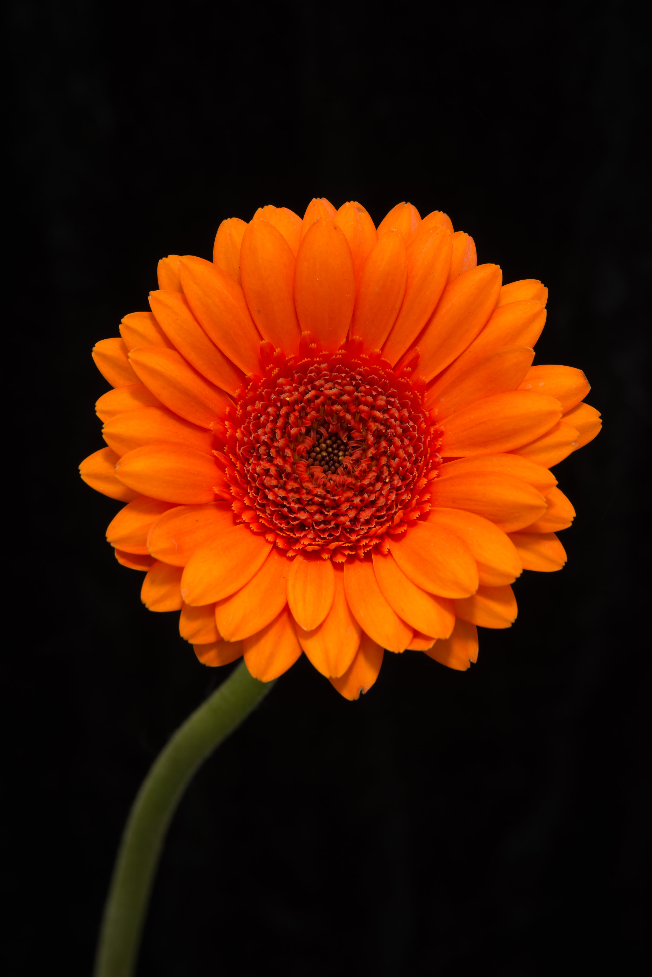 Head and stem of bright orange gerbera