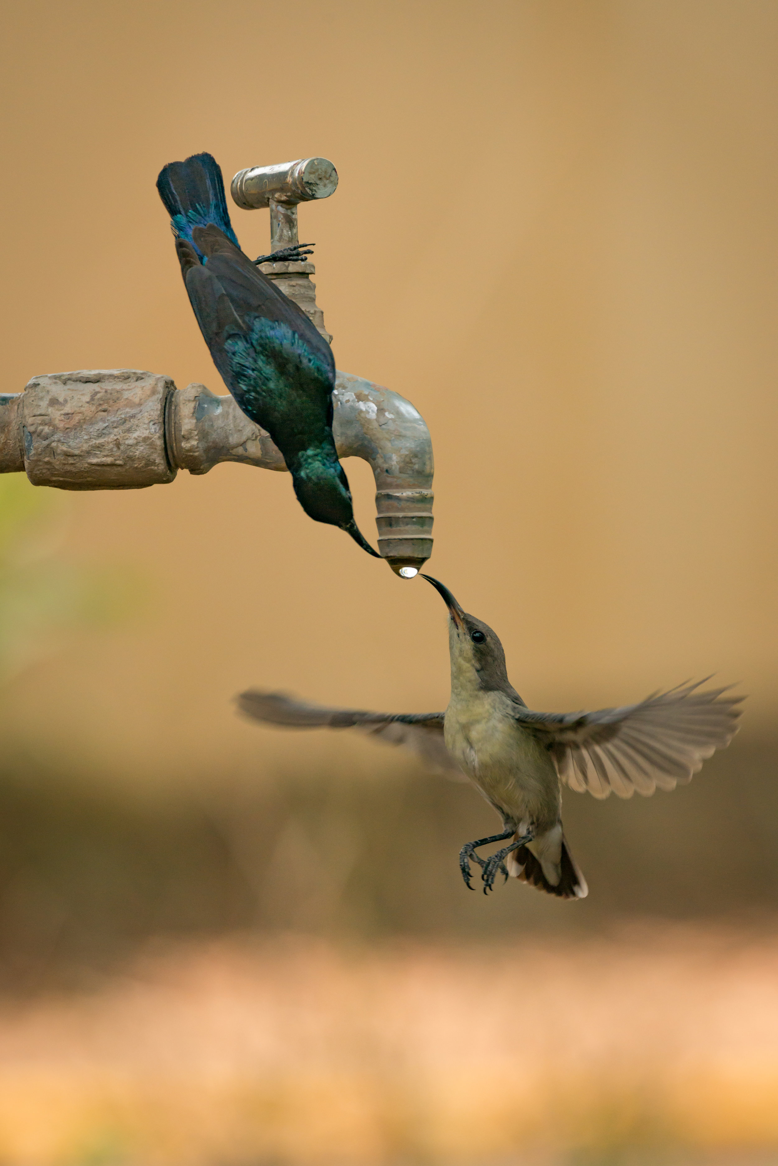 Male purple sunbird 'avin' a drink with the missus