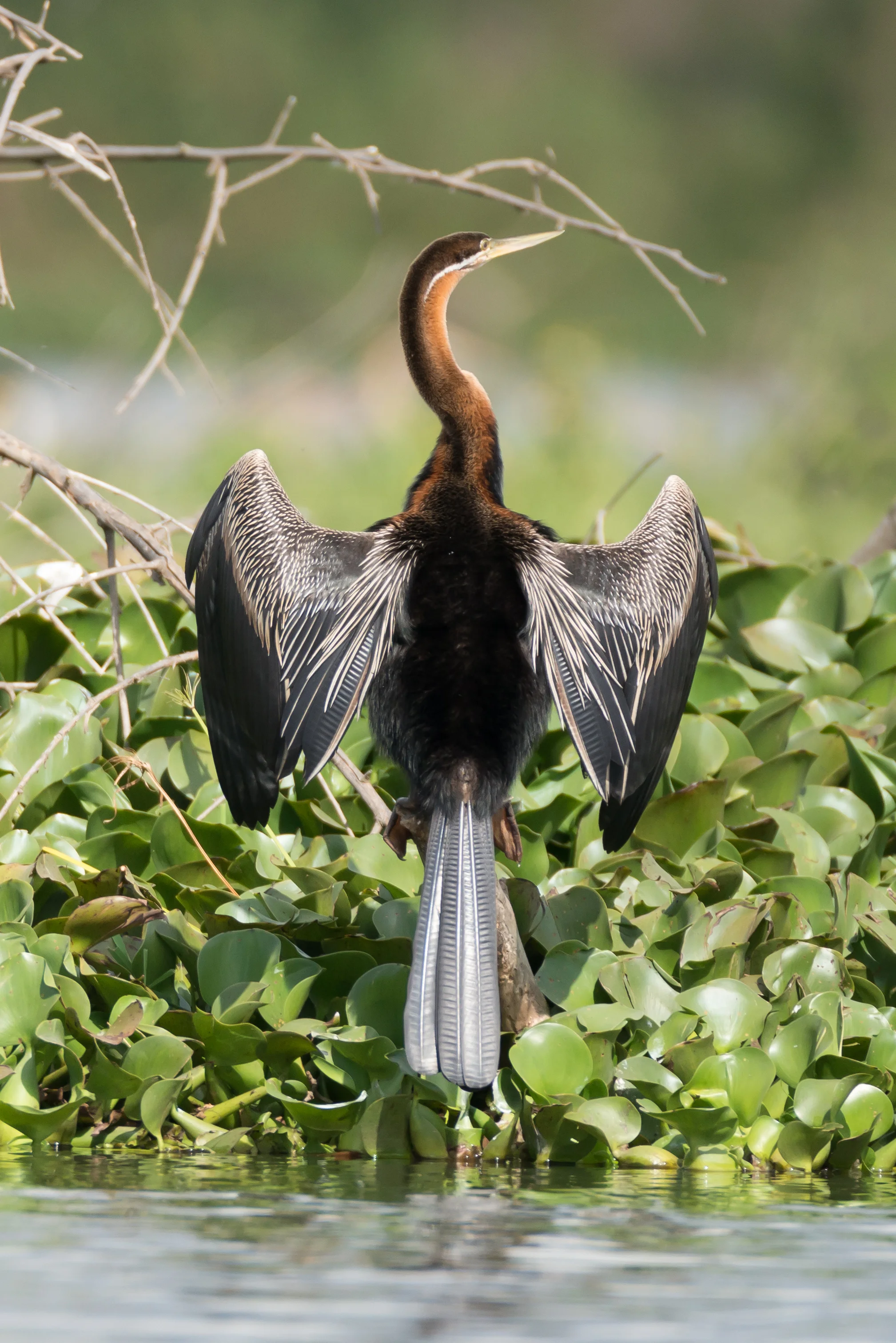 African darter