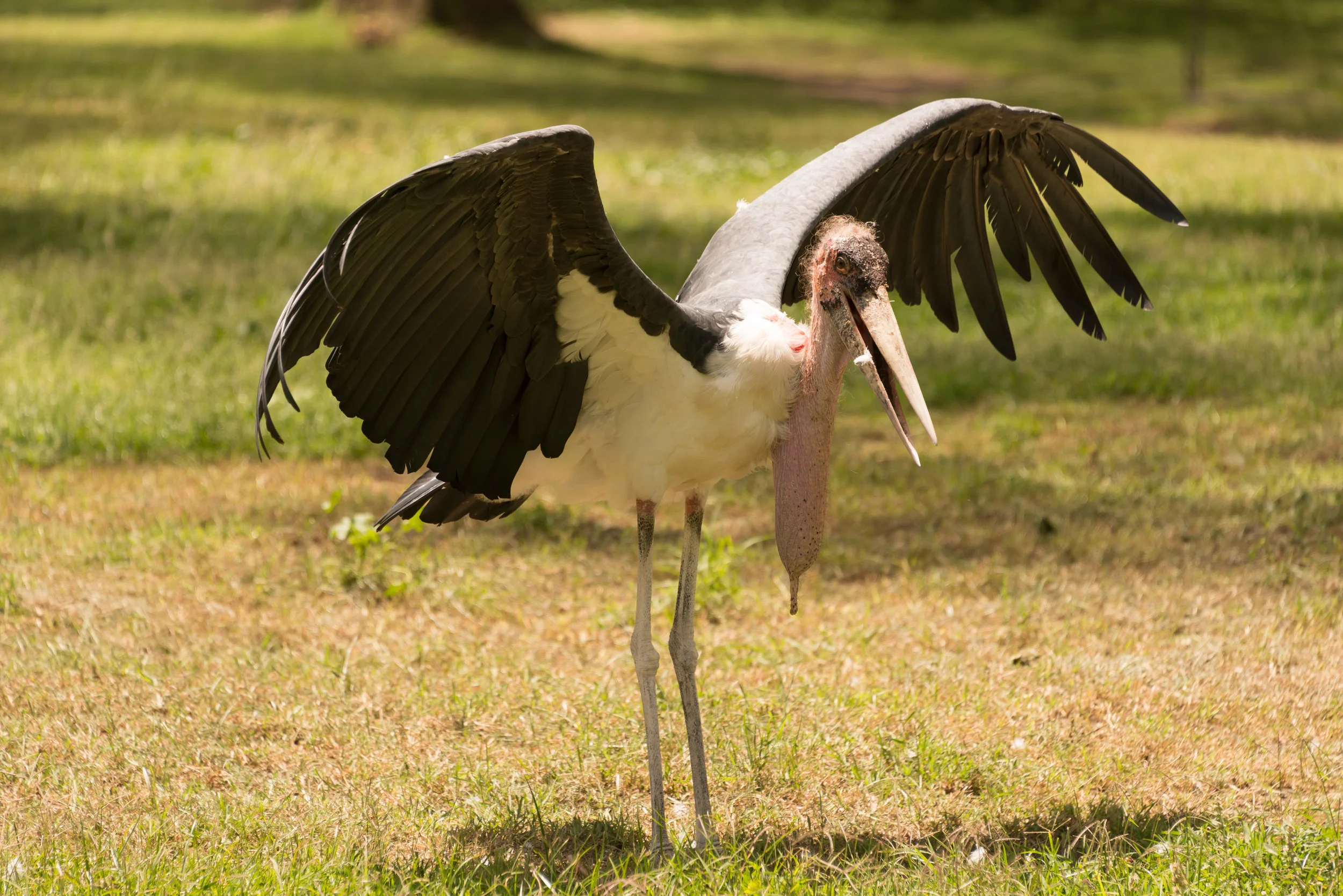 Marabou stork
