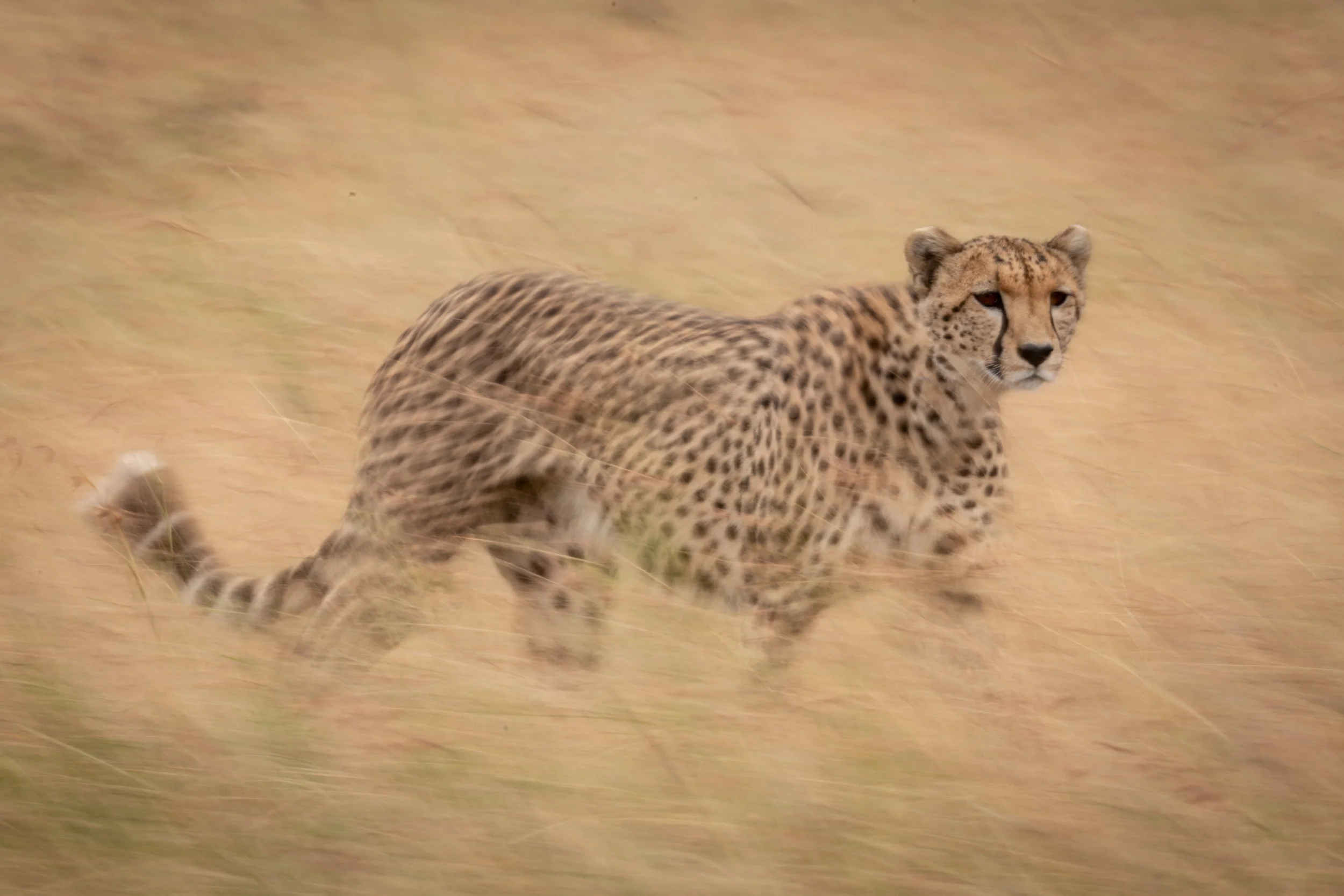 Cheetah