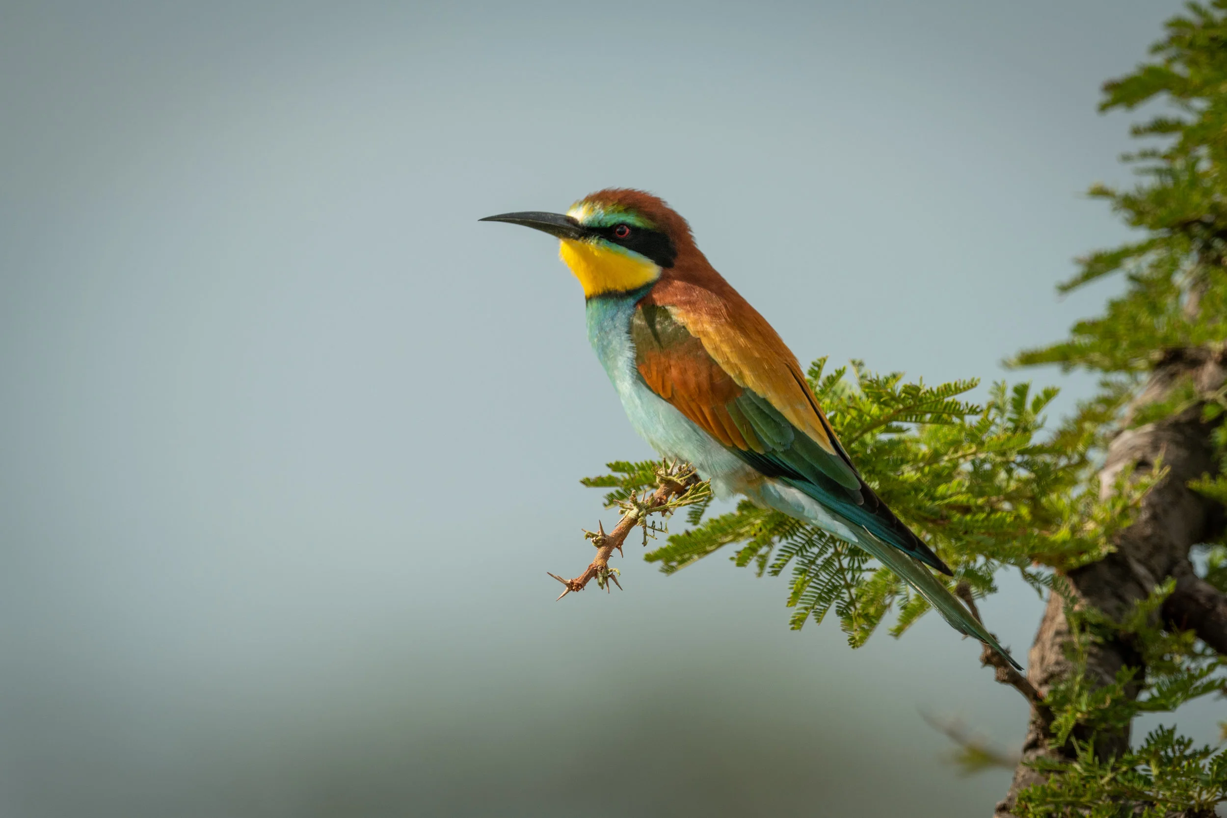 European bee-eater