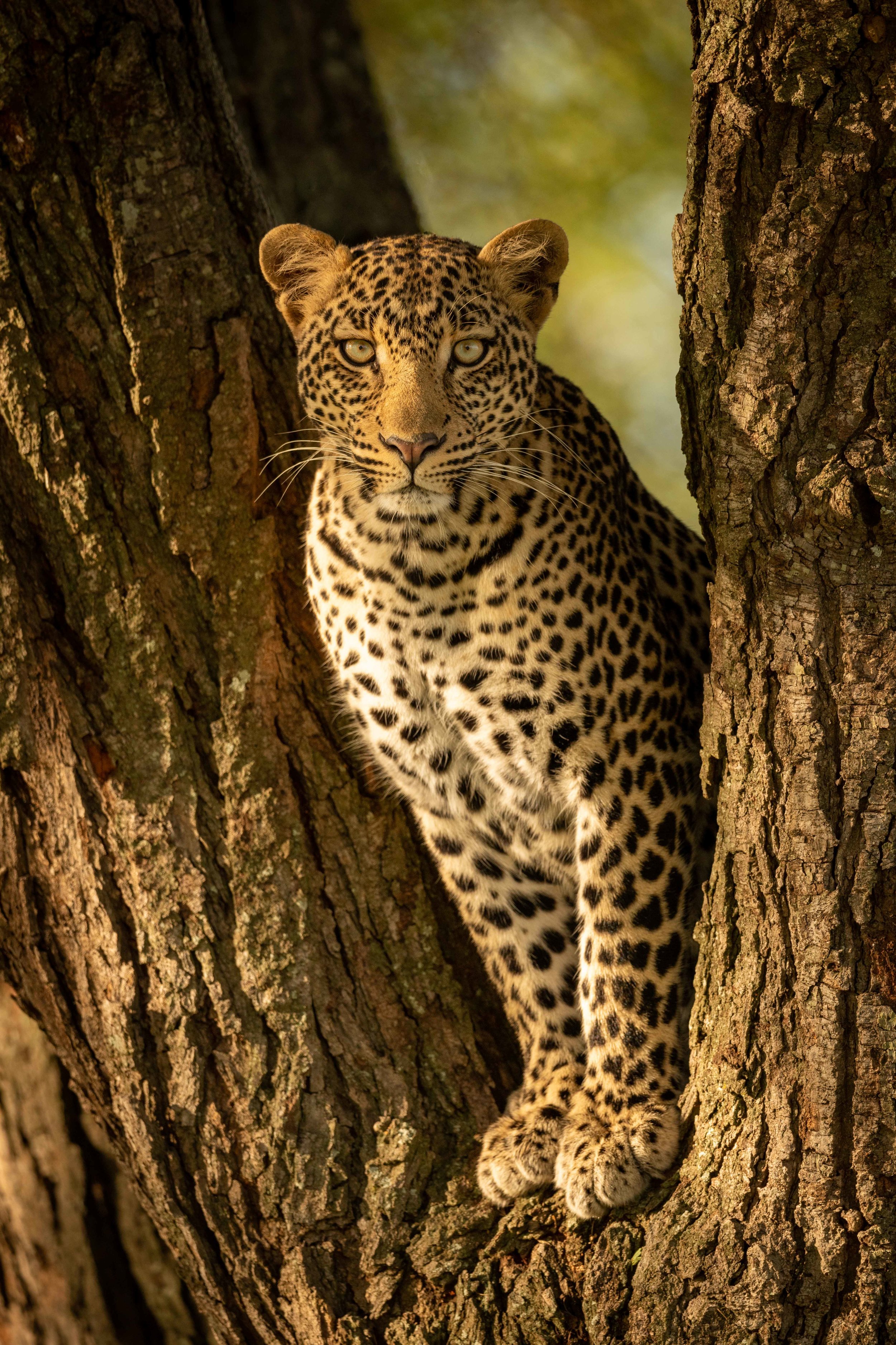 Grumeti Serengeti Tented Camp
