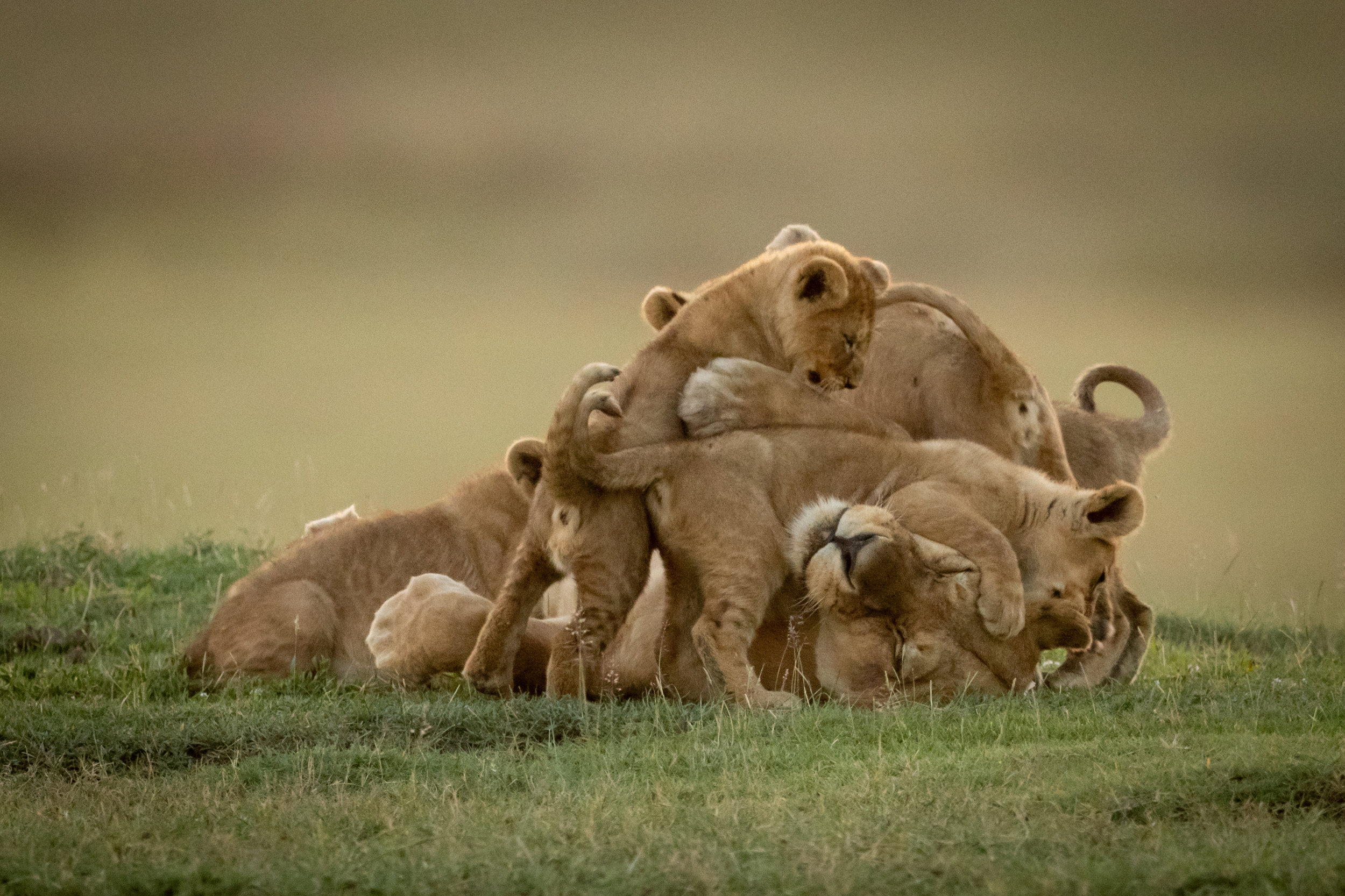 Fun facts on safari